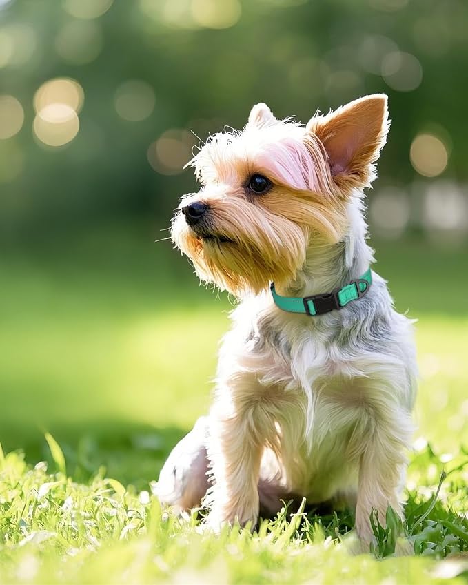 Joytale Small Dog Collar, Reflective and Adjustable Nylon Collar - Image 2