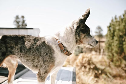 Carhartt Nylon Duck Dog Collar, Fully Adjustable Durable 2-Ply Cordura Nylon - Image 9