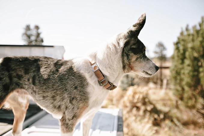 Carhartt Nylon Duck Dog Collar, Fully Adjustable Durable 2-Ply Cordura Nylon - Image 9