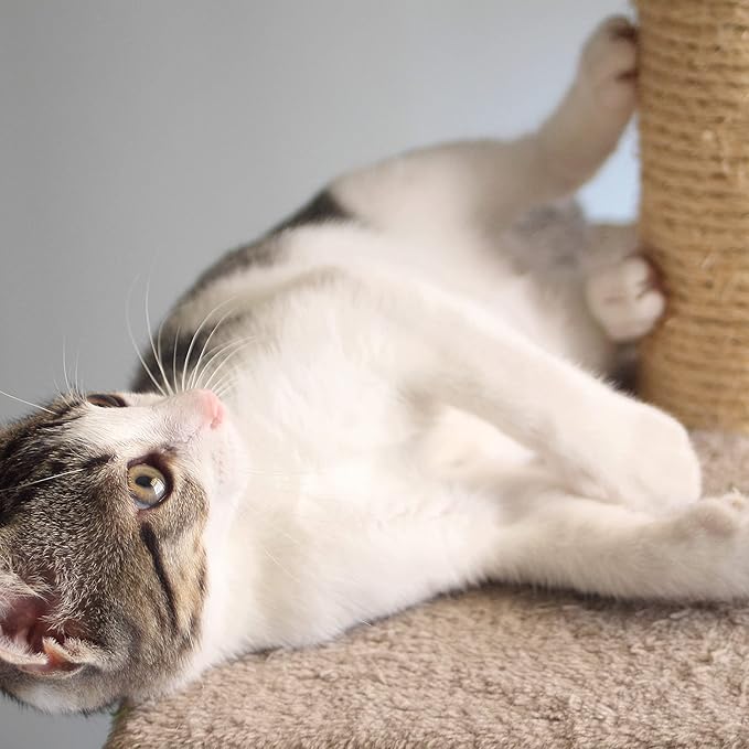 Cat Scratching Post - Image 6