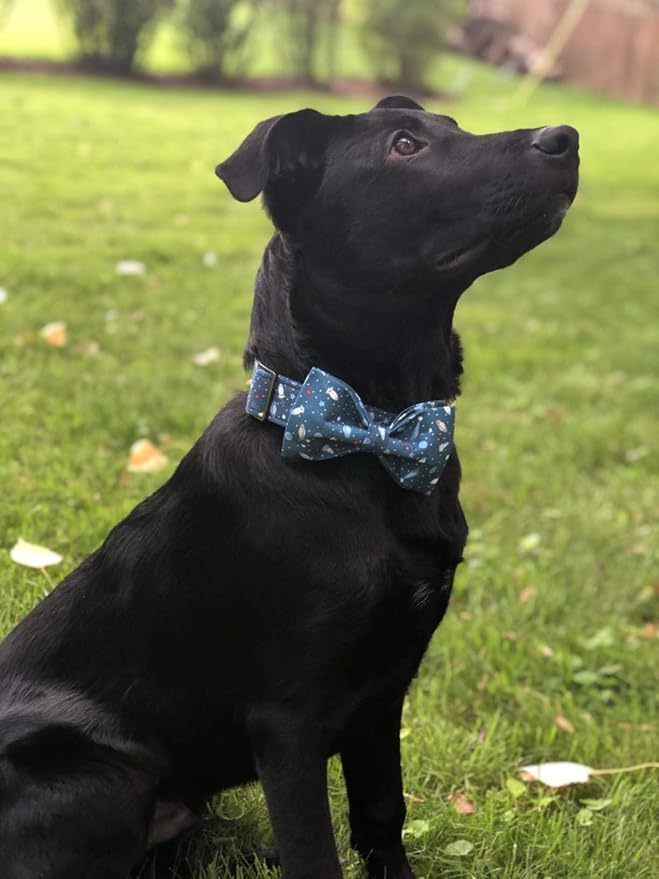 Elegant little tail Dog Collar - Image 5