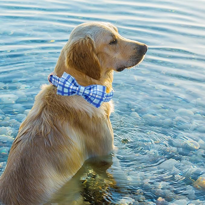 Elegant little tail Dog Collar - Image 5