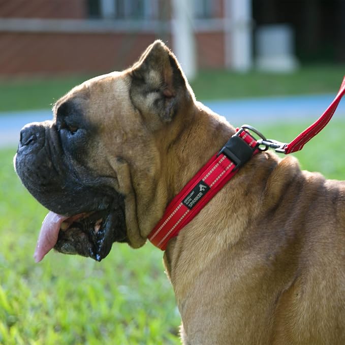 EXCELLENT ELITE SPANKER Reflective Dog Collar Classic Soft Padded Breathable - Image 8
