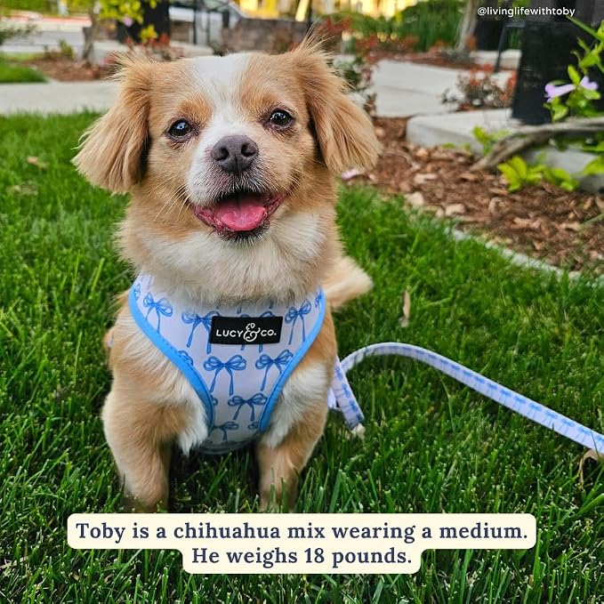 Lucy & Co. Cute Reversible Dog Harness Walking Halter - Image 3