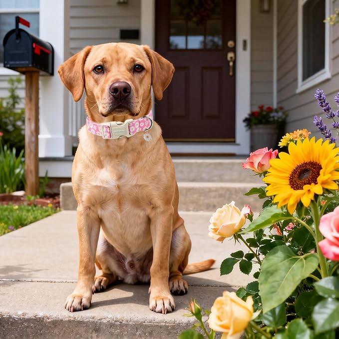 DOGWONG Flower Dog Collar-Daisy Flower Print Girl Dog Collar - Image 4