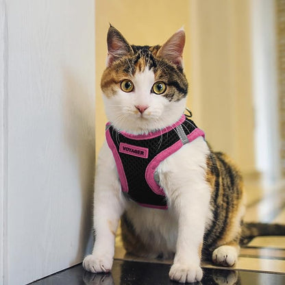 Best Pet Supplies - Image 8