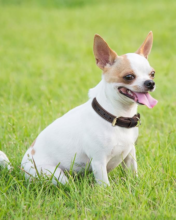 Joytale Leather Dog Collar for Small Dogs, Genuine Solid Sturdy Leather for - Image 2