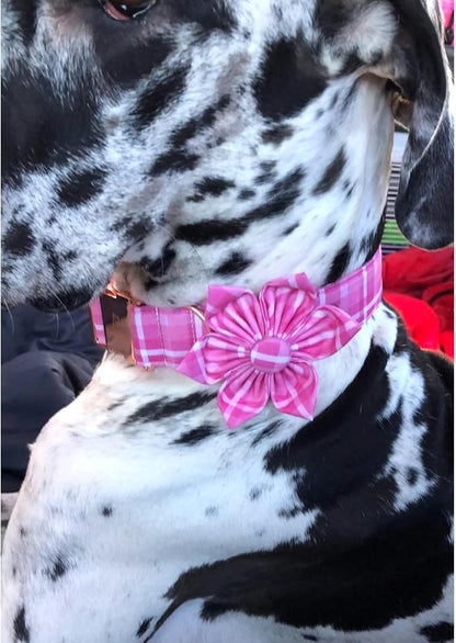 Lionheart Glory Dog Collar, Cute Floral Pattern Pet Collar Adjustable Pet Collar - Image 5