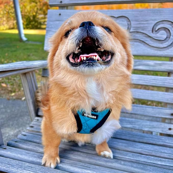 Best Pet Supplies - Image 7