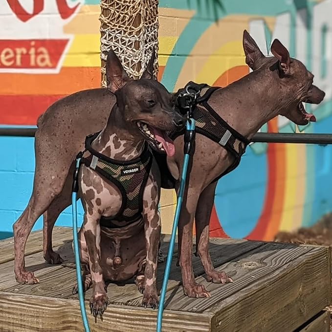 Best Pet Supplies - Image 7