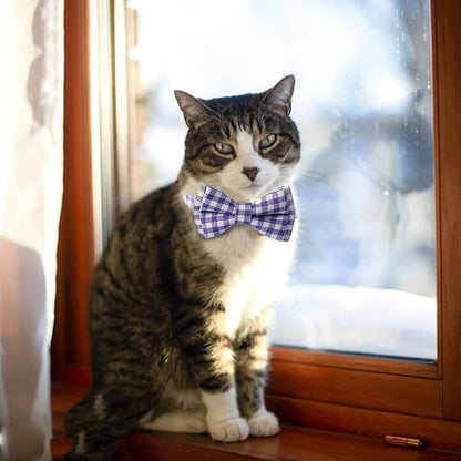 AIITLE Breakaway Cat Collar - Image 3