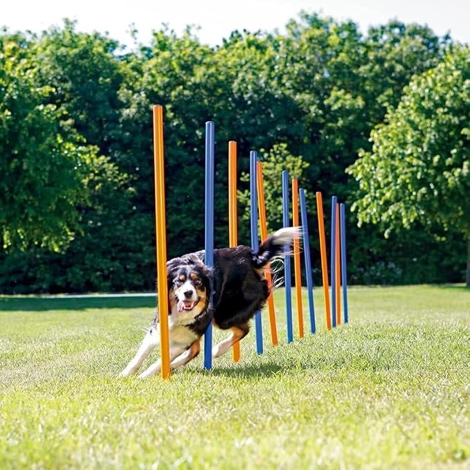 PAWISE Dog Agility Training Equipment, 12 Weave Poles - Image 3