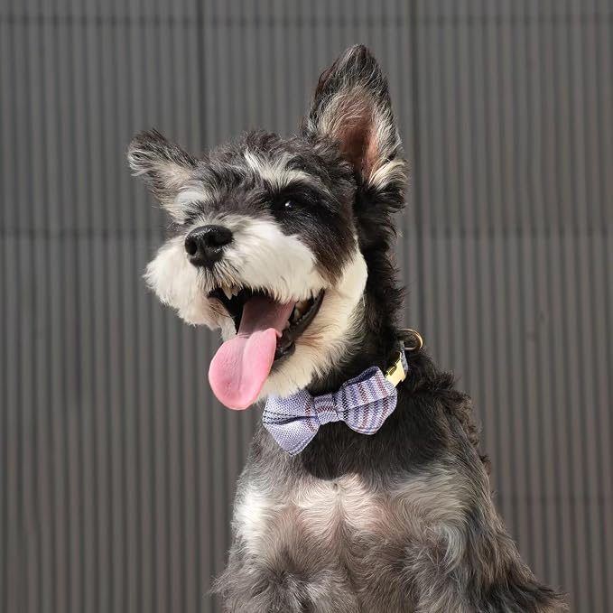 Beirui Cute Extra Small Dog Harness Collar and Leash Set - Image 5
