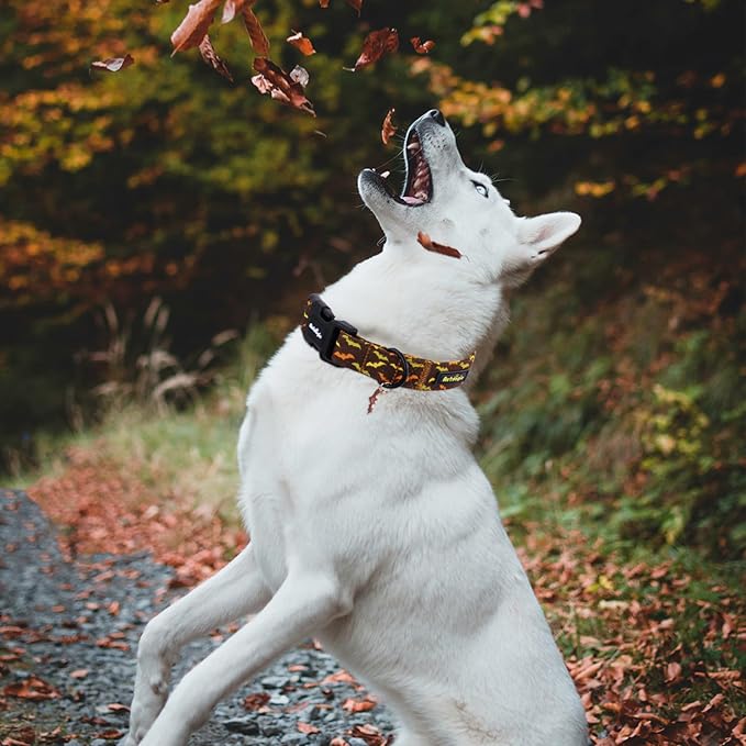 Fall Dog Collar, Halloween Dog Collars - Image 5