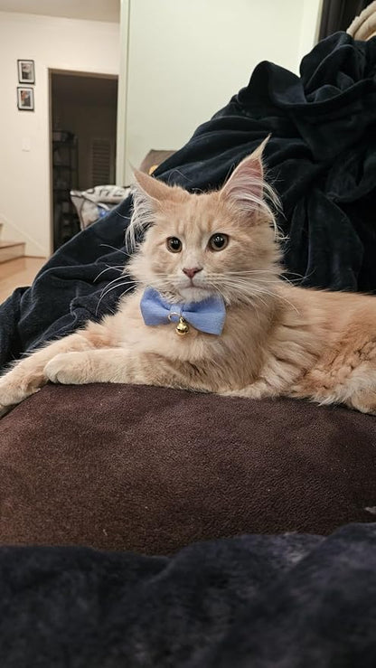 Soft Corduroy Cat Collar with Bell and Bowtie, Safety Breakaway Clasp, - Image 8