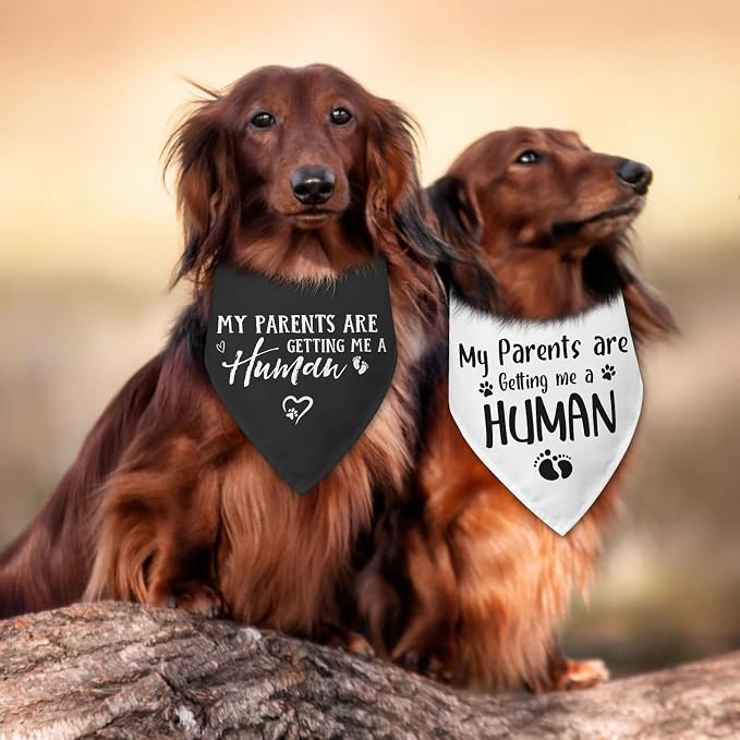 2 Packs My Parents are Getting Me a Human Gender Reveal Dog Bandana Pregnancy - Image 5