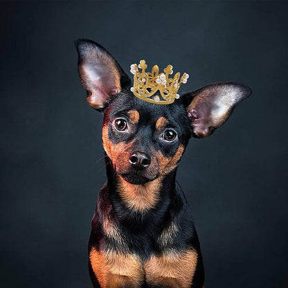 PET SHOW 2pcs Small Dog Crown Headband Puppies Rabbit Cat Hat - Image 7