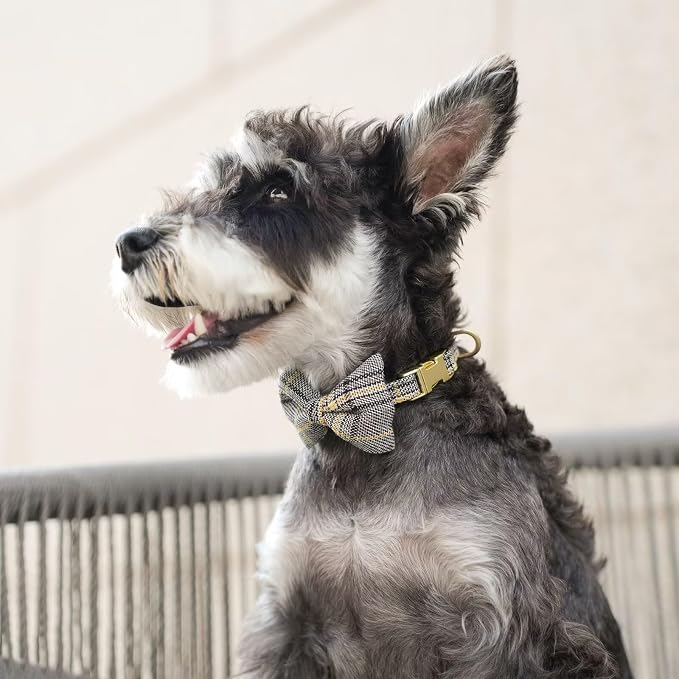 Beirui Cute Small Dog Harness Collar and Leash Set - Image 5