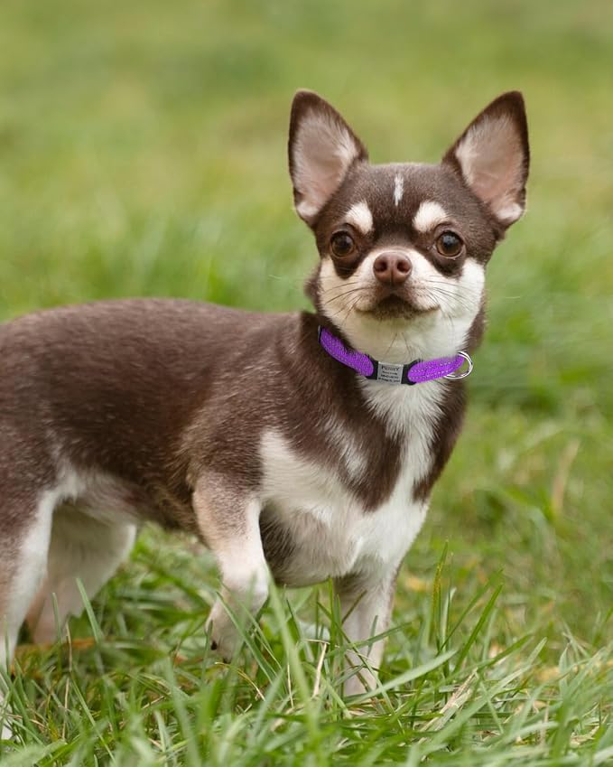 TagME Reflective Nylon Dog Collars, Adjustable Classic Pet Collar - Image 2