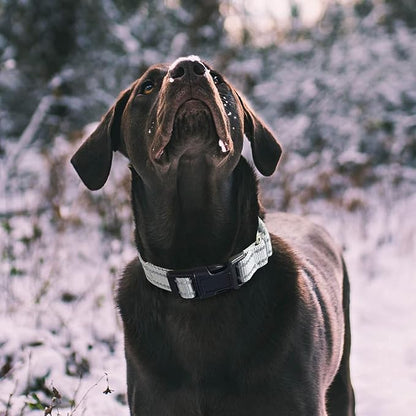Hikiko Reflective Martingale Dog Collars - Image 2