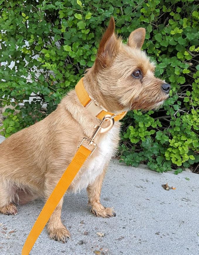 Soft Cotton Dog Collar with Metal Buckle Adjustable Heavy Duty Comfy Corduroy - Image 6