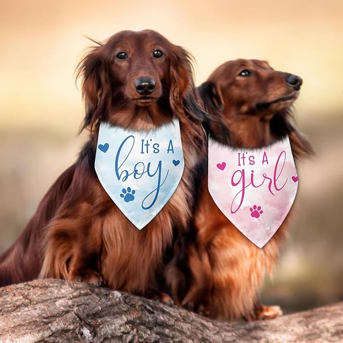 2 Packs It's a Boy and It's a Girl Gender Reveal Dog Bandana Baby Announcement - Image 5