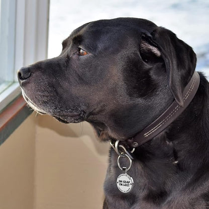 MYLUCKYTAG QR Code Pet ID | Personalized Dog & Cat Collar Tag | Online Profile - Image 3