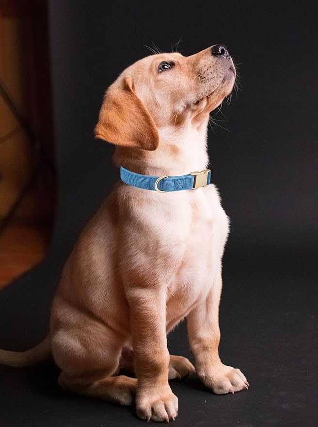 Soft Cotton Dog Collar with Metal Buckle Adjustable Heavy Duty Comfy Corduroy - Image 4