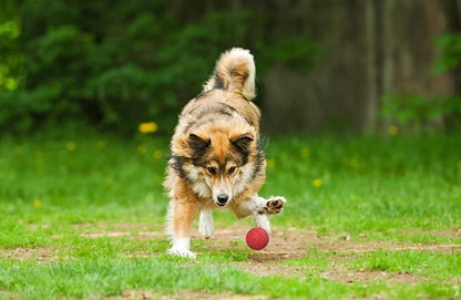 Snug Rubber Dog Balls for Small and Medium Dogs - Image 5