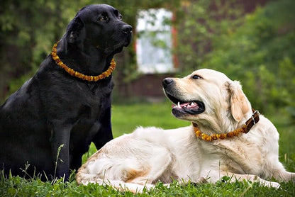 Baltic Amber Dog & Cat Collar - Image 3