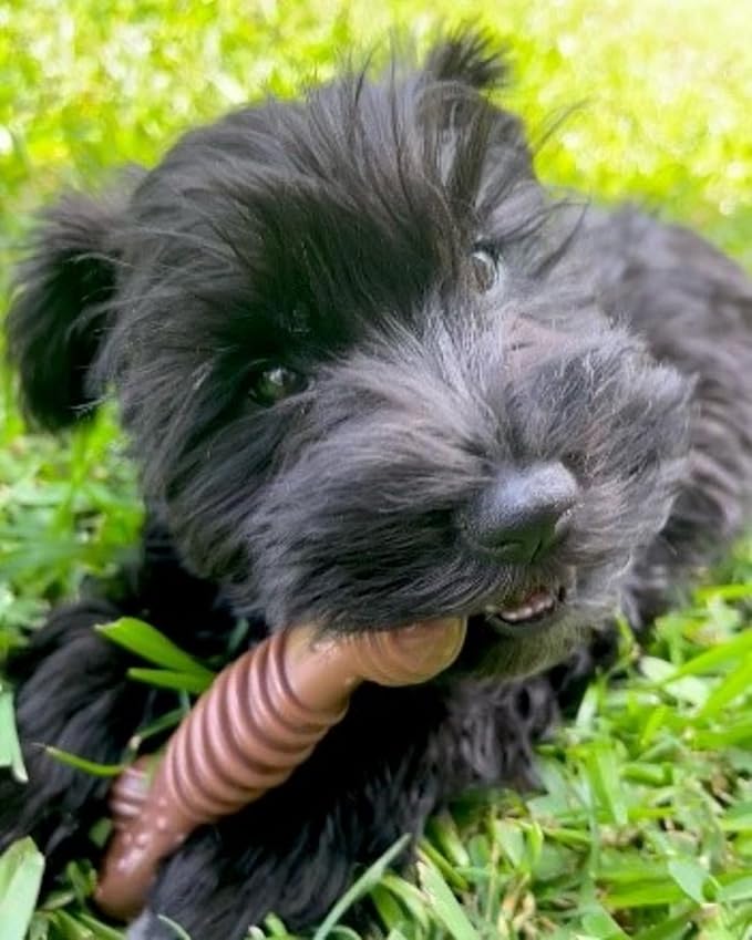 Nylabone Groove Bone Power Chew Toy - Image 2
