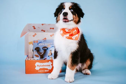Nylabone Gourmet Style Femur & Wishbone Strong Chew Toy - Image 13