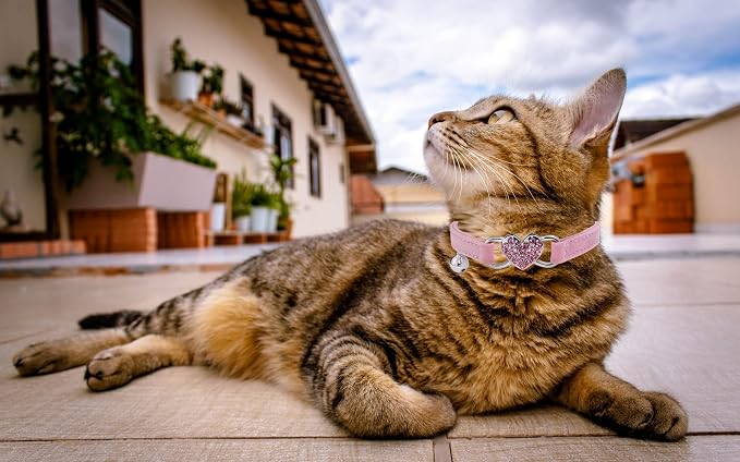 Heart Bling Cat Collar with Safety Belt and Bell Adjustable 8-10 inches - Image 5