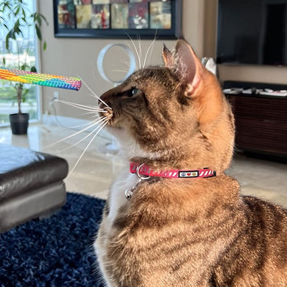 Pawtitas Personalized Cat Collar - Image 9