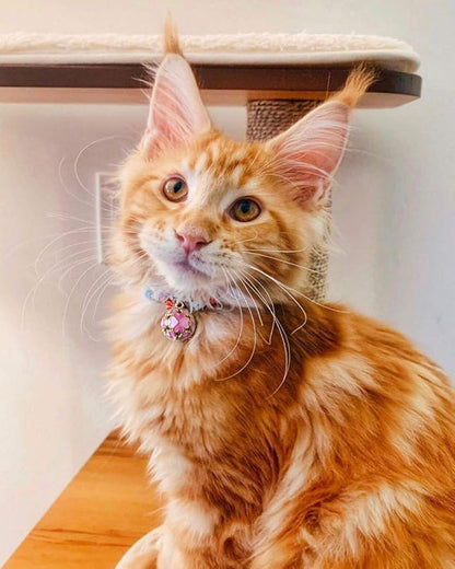 PetSoKoo Four-Leaf Clover Cat Collar - Image 7