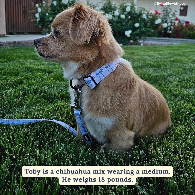 Lucy & Co. Dog Collar - Image 2