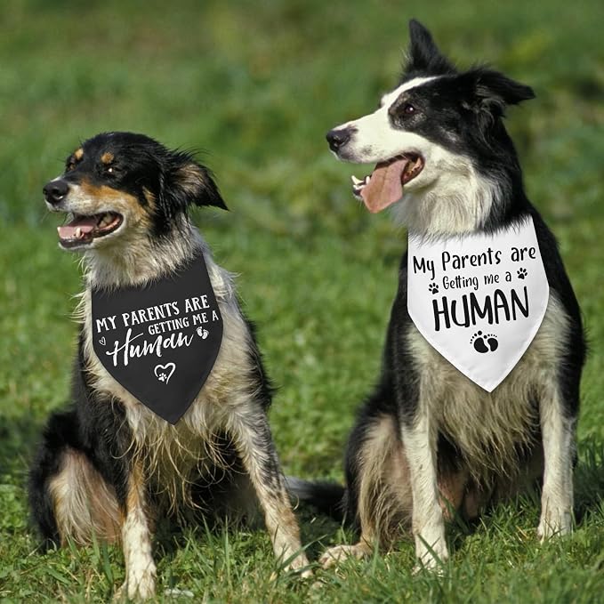 2 Packs My Parents are Getting Me a Human Gender Reveal Dog Bandana Pregnancy - Image 6