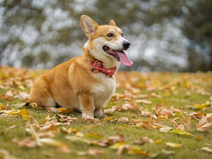 Elegant little tail Dog Collar - Image 5