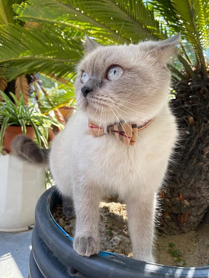 SuperBuddy Cat Collars Breakaway - Image 8