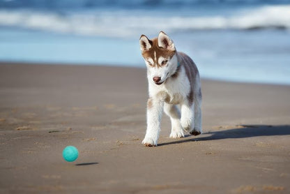 Snug Rubber Dog Balls for Small and Medium Dogs - Image 5