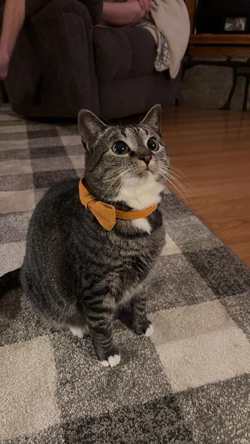 2 Pack Soft Corduroy Cat Collars - Image 6