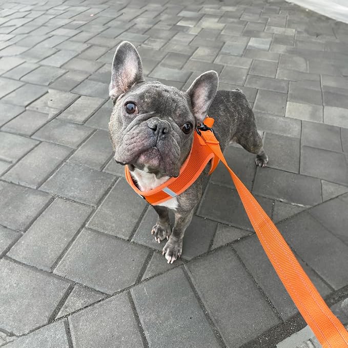Best Pet Supplies Voyager Reflective Dog Leash or Collar - Image 5