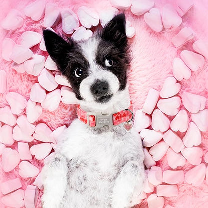 Unique style paws Valentine's Day Dog Collar Plastic Buckle Collar - Image 4