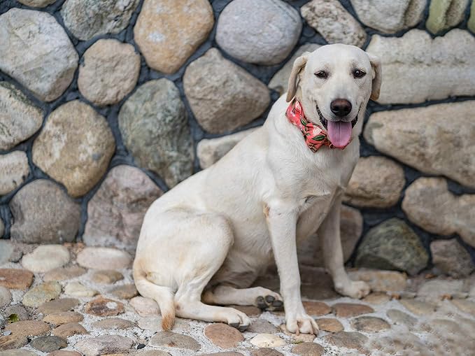 Elegant little tail Dog Collar - Image 4