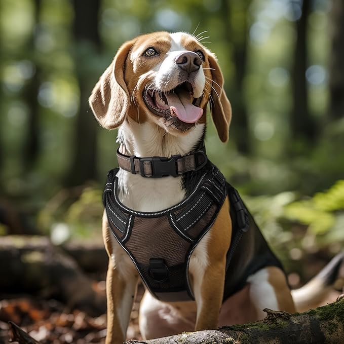 Joytale Reflective Dog Collar, Soft Neoprene Padded, Metal D-Ring, Nylon Pet - Image 6