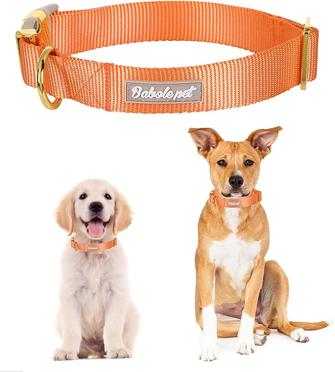 Nylon Dog Collar - Image 2