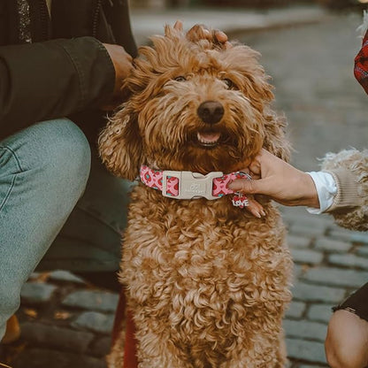 Valentines Dog Collar for Small Dogs - Image 4