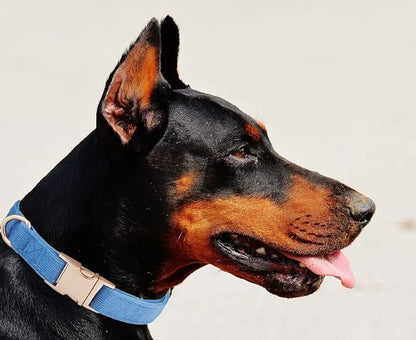 Soft Cotton Dog Collar with Metal Buckle Adjustable Heavy Duty Comfy Corduroy - Image 5