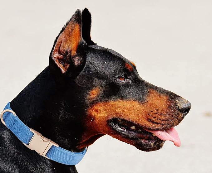 Soft Cotton Dog Collar with Metal Buckle Adjustable Heavy Duty Comfy Corduroy - Image 5