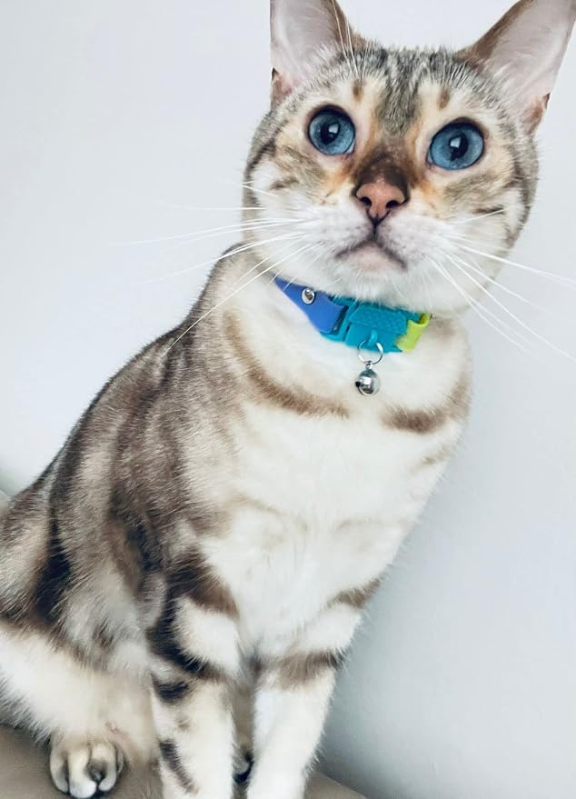 Kittyrama Cat & Kitten Collar - Image 7